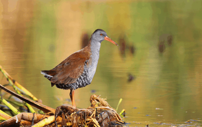 African Rail seen on a birding day tour near Johannesburg (Half Day Birding Tour)