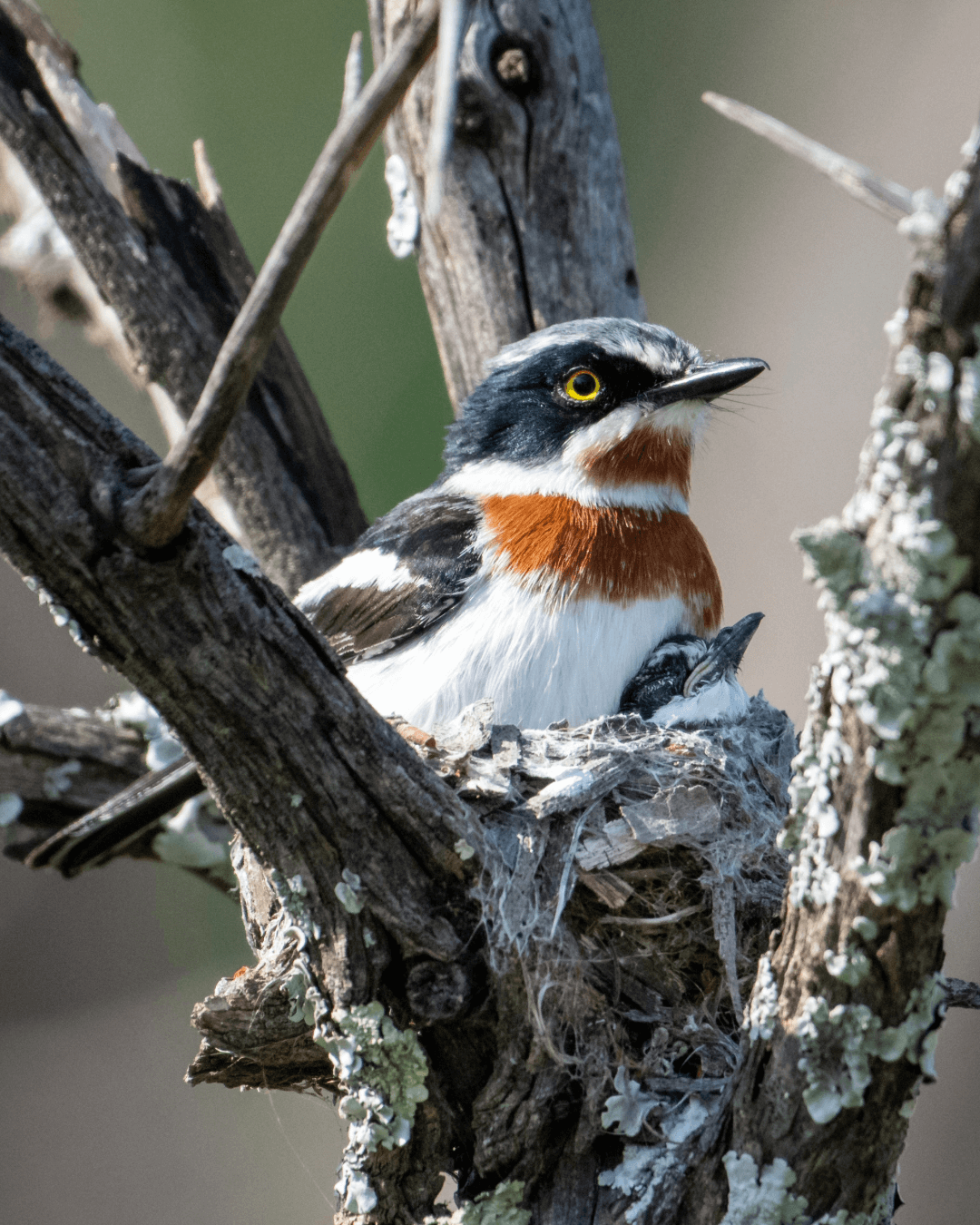 chinspot-batis-birding-day-tour-johannesburg Chinspot Batis seen on a birding day tour near Johannesburg (Half Day Birding Tour)