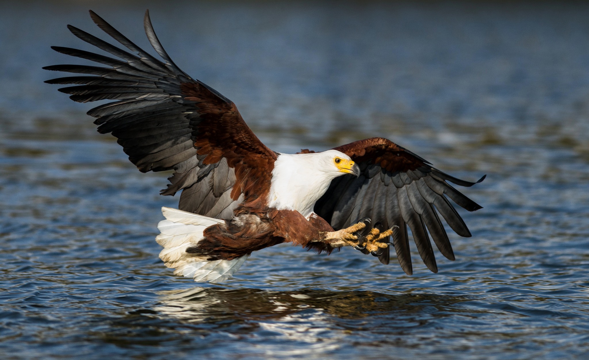 African Fish Eagle seen on a birding day tour near Johannesburg (Mongena Boat Cruise Photography Birding Day Tour)