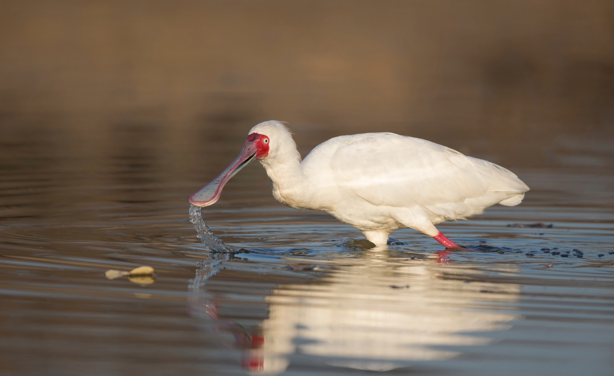 African Spoonbill seen on a birding day tour near Johannesburg (Mongena Boat Cruise Photography Birding Day Tour)
